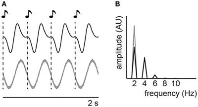 The Involvement of Endogenous Neural Oscillations in the Processing of Rhythmic Input: More Than a Regular Repetition of Evoked Neural Responses